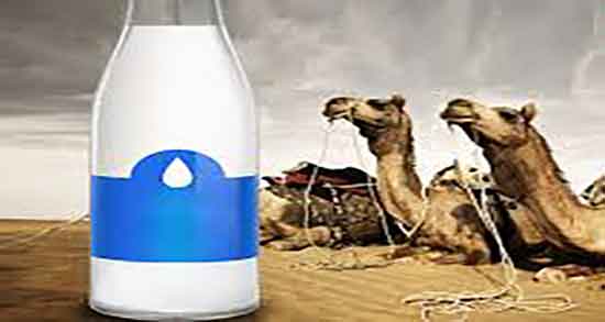 خواص شیر شتر برای جنین ؛ خاصیت شیر شتر برای تقویت جنین مادران