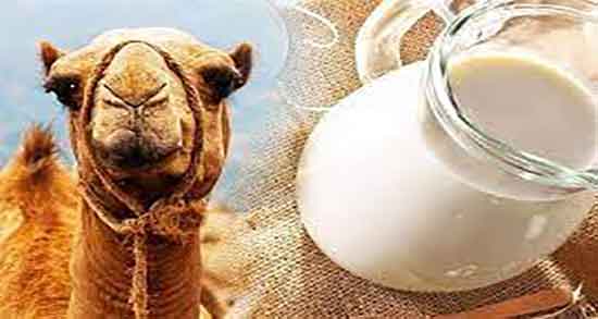 خواص شیر شتر برای دیابت ؛ استفاده از شیر شتر برای قند خون کودکان