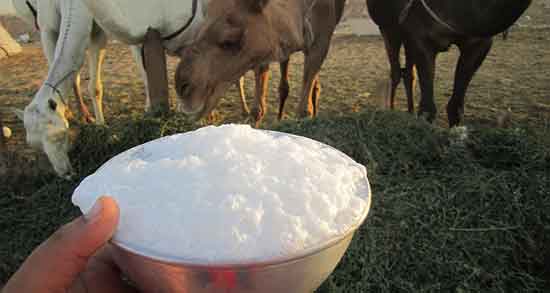 خواص شیر شتر ؛ برای ریه و سرطان و کبد و کودکان و سنگ کلیه و طریقه مصرف