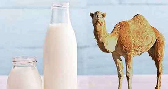 خواص شیر شتر برای ریه ؛ فواید مصرف شیر شتر برای درمان عفونت ریه