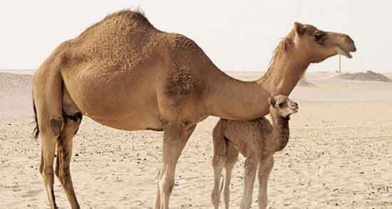 خواص شیر شتر برای سرطان ؛ فواید شیر شتر برای درمان سرطان معده