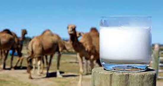 خواص شیر شتر برای کبد چرب ؛ فواید مصرف شیر شتر برای درمان کبد چرب
