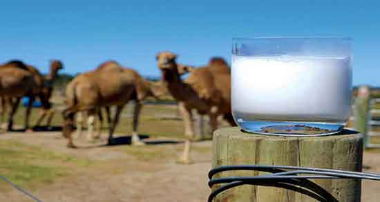 خواص شیر شتر برای کودکان ؛ خاصیت شیر شتر برای کودکان اوتیسم