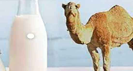خواص شیر شتر در بارداری ؛ ایا شیر شتر برای زنان باردار مفید است
