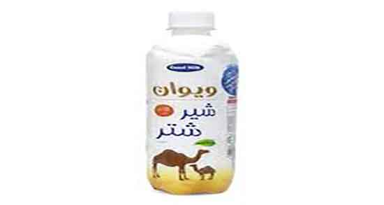 خواص شیر شتر و دوغ شتر ؛ مصرف دوغ شتر و شیر شتر برای کبد چرب