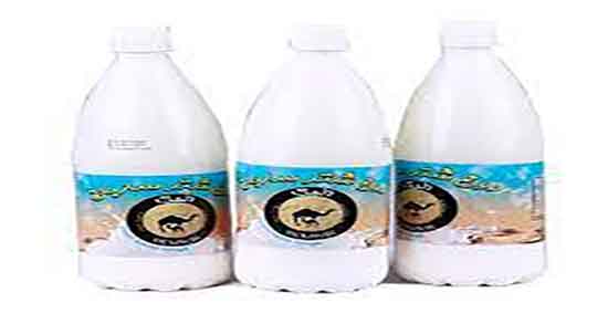 خواص شیر شتر و دیابت ؛ فواید مصرف شیر شتر برای قند خون زنان باردار
