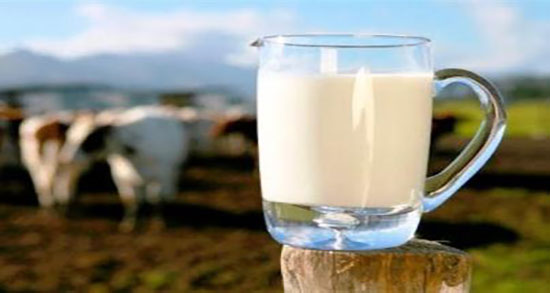 خواص شیر گاو برای انسان ؛ فواید مصرف شیر آغوز گاو برای انسان