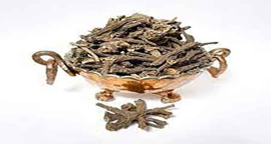 خواص عاقرقرحا در طب سنتی ؛ فواید و طرز تهیه روغن عاقرقرحا چیست