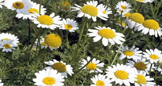 خواص عاقرقرحا ؛ نحوه استفاده از عاقرقرحا در طب سنتی و درمان لکنت