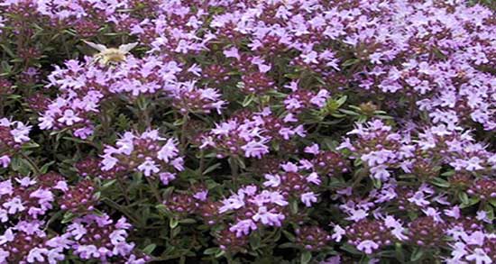 خواص عرق کاکوتی برای مو ؛ مصرف عرق کاسنی برای درمان ریزش مو