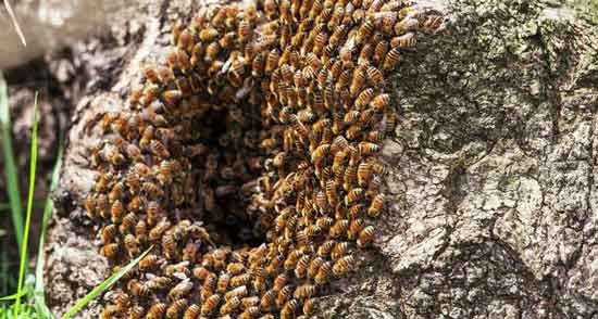 خواص عسل کوهی وحشی برای معده و کلیه و مردان و زنان در طب سنتی خواص عسل کوهی ؛ وحشی برای معده و کلیه و مردان و زنان در طب سنتی