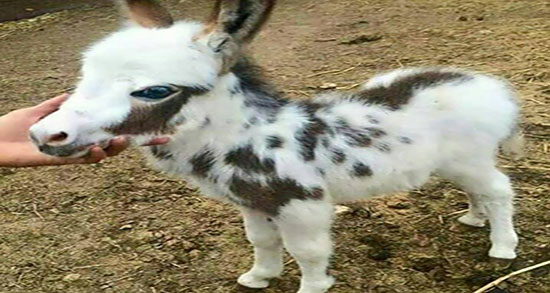 خواص عنبر نسا برای عفونت ادراری ؛ فواید عنبر نسارا برای عفونت مثانه
