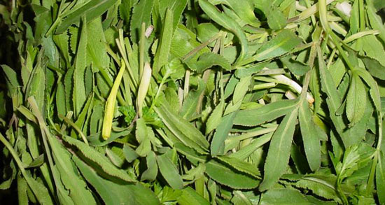 خواص غازیاغی در طب سنتی ؛ فواید گیاه غازیاقی از نظر طب سنتی