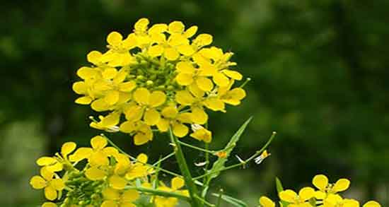 خواص قدومه ؛ و بارهنگ برای رحم و خاکشیر و کبد و قدومه شیرازی چیه