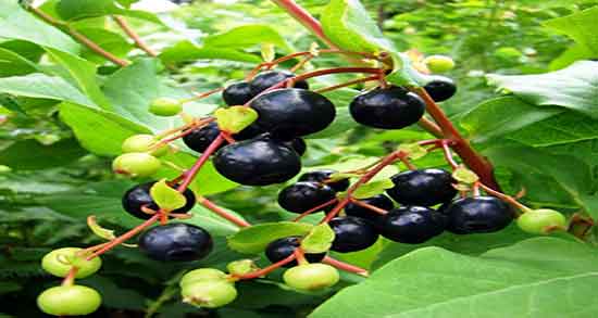 خواص قره قات برای کبد ؛ درمان چربی کبد با خوردن قره قات تازه