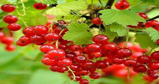 خواص قره قاط برای لاغری ؛ فواید مصرف قره قاط برای لاغری و چربی سوزی