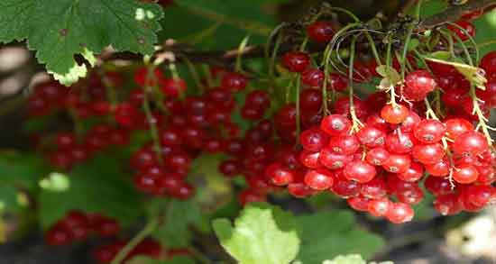 خواص قره قاط برای چشم ؛ فواید قره قاط برای تقویت بینایی کودکان
