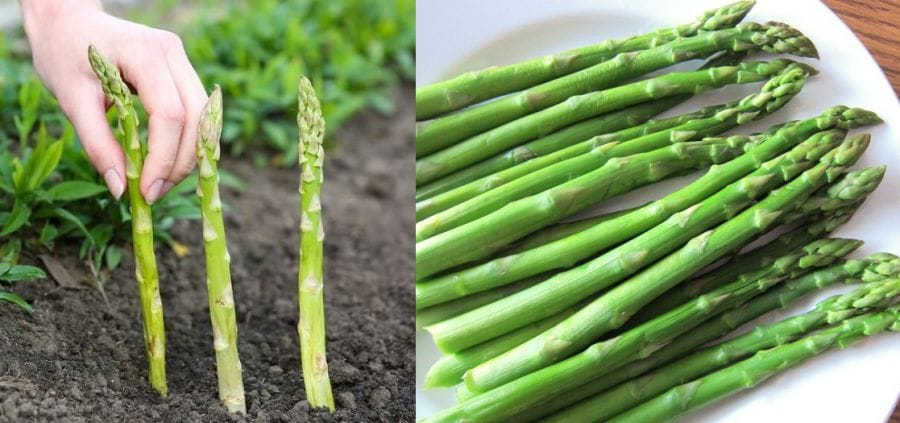 خواص مارچوبه؛ نحوه مصرف، مضرات آن، طبع و منع مصرف