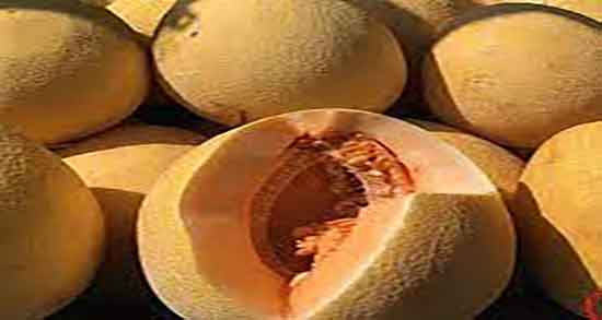 خواص ملون جانان و فواید مصرف ملون جانا برای زنان باردار چیست خواص ملون جانان ؛ فواید مصرف ملون جانا برای زنان باردار چیست