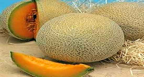 خواص ملون در بارداری و ایا خوردن ملون سبز برای زنان باردار مفیده خواص ملون در بارداری ؛ ایا خوردن ملون سبز برای زنان باردار مفیده