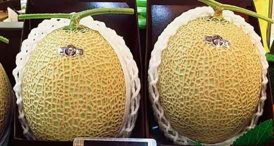 خواص ملون در شیردهی و ایا خوردن ملون برای افزایش شیر مادران خوبه خواص ملون در شیردهی ؛ ایا خوردن ملون برای افزایش شیر مادران خوبه