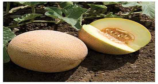 خواص ملون زرد و فواید مصرف ملون زرد برای درمان سرماخوردگی خواص ملون زرد ؛ فواید مصرف ملون زرد برای درمان سرماخوردگی