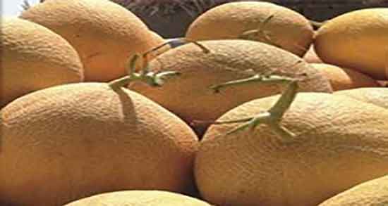 خواص ملون و طالبی ؛ فواید مصرف ملون و طالبی برای کودکان