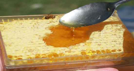 خواص موم عسل در لاغری ؛ فواید مصرف موم عسل برای کاهش وزن و لاغری