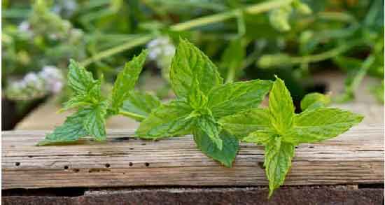 خواص نعناع فلفلی برای معده ؛ فواید خوردن نعناع فلفلی برای درمان معده درد