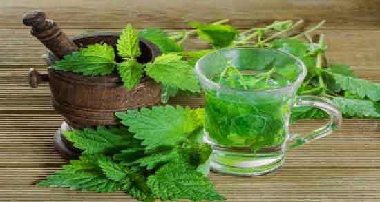 خواص نعناع فلفلی برای کرونا ؛ خاصیت درمانی مصرف نعناع فلفلی برای ویروس کرونا