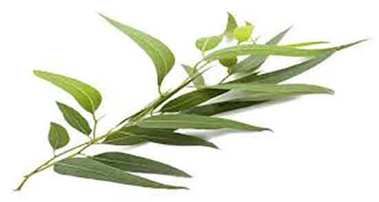 خواص و مضرات روغن اکالیپتوس ؛ فواید و عوارض روغن اکالیپتوس چیست