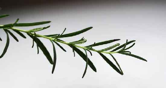 خواص و مضرات روغن رزماری ؛ همه چیز درباره خواص و مضرات روغن رزماری