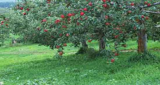 خواص و مضرات سیب درختی ؛ فواید و عوارض سیب درختی برای معده