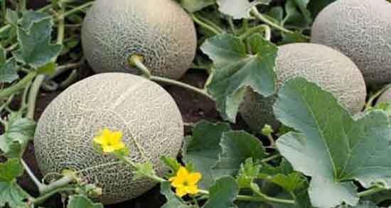خواص و مضرات ملون در بارداری ؛ فواید و عوارض ملون برای زنان باردار