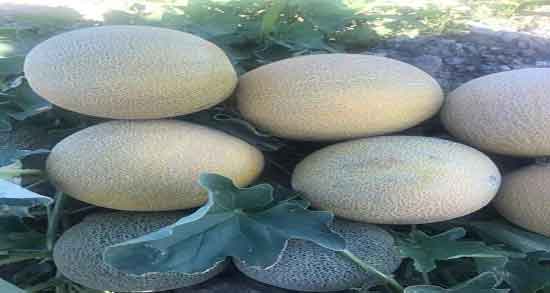 خواص و مضرات ملون ؛ فواید و عوارض مصرف ملون برای بدن انسان