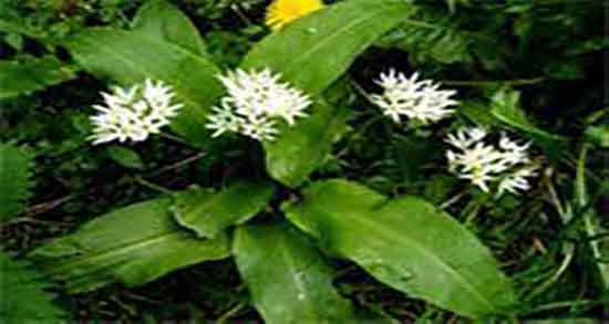 خواص والک برای دیابت ؛ ایا گیاه والک برای کنترل قند خون مفید است