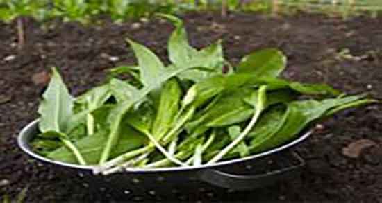 خواص والک وحشی ؛ خواص و مضرات گیاه والک وحشی برای دیابت
