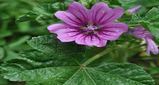 خواص پنیرک برای مردان و خاصیت مصرف پنیرک برای تقویت اسپرم اقایان خواص پنیرک برای مردان ؛ خاصیت مصرف پنیرک برای تقویت اسپرم اقایان