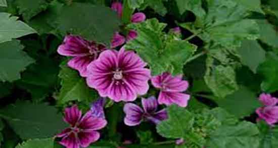 خواص پنیرک و بنفشه و استفاده از گل بنفشه و پنیرک برای لاغری خواص پنیرک و بنفشه ؛ استفاده از گل بنفشه و پنیرک برای لاغری