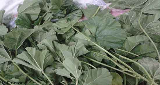 خواص پنیرک و پونه و مصرف دمنوش پونه و پنیرک برای ارامش اعصاب خواص پنیرک و پونه ؛ مصرف دمنوش پونه و پنیرک برای ارامش اعصاب