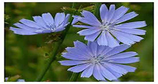 خواص کاسنی برای پسر دار شدن و فواید مصرف کاسنی برای بچه دار شدن خواص کاسنی برای پسر دار شدن ؛ فواید مصرف کاسنی برای بچه دار شدن