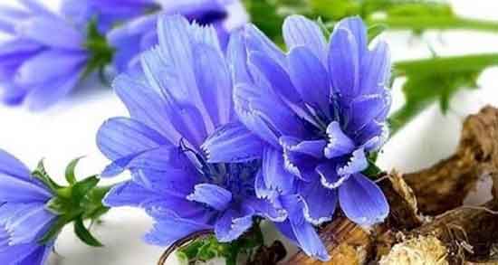 خواص کاسنی و خاکشیر ؛ فواید عرق کاسنی و شاتره و خاکشیر برای بدن