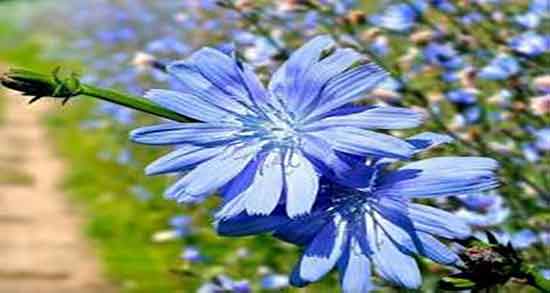 خواص کاسنی و شاتره برای پوست و مخلوط عرق کاسنی و شاتره برای صورت خواص کاسنی و شاتره برای پوست ؛ مخلوط عرق کاسنی و شاتره برای صورت