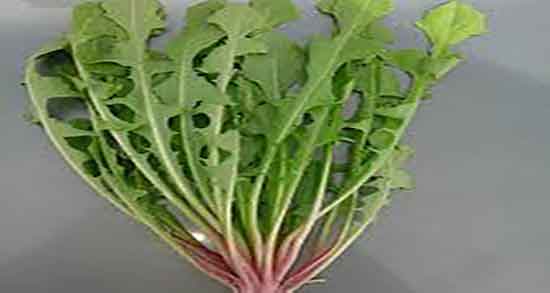 خواص کاسنی و طریقه مصرف و فواید مصرف کاسنی و دستور مصرف ان خواص کاسنی و طریقه مصرف ؛ فواید مصرف کاسنی و دستور مصرف ان