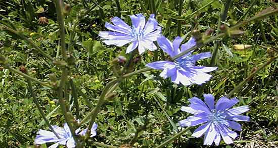 خواص کاسنی و عسل و خواص مصرف دمنوش کاسنی و عسل برای معده خواص کاسنی و عسل ؛ خواص مصرف دمنوش کاسنی و عسل برای معده