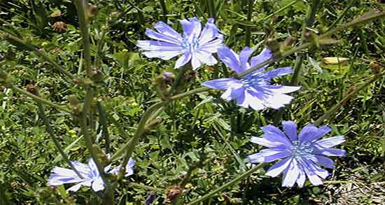 خواص کاسنی و ماست ؛ فواید مصرف عرق کاسنی و ماست برای پوست