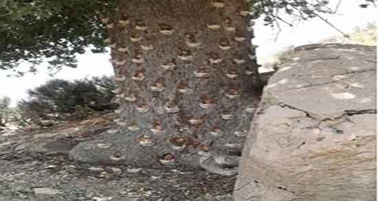 خواص کشیدن سقز ؛ فواید دود کردن سقز کوهی برای گوارش
