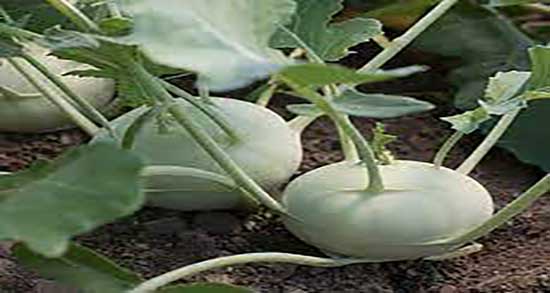 خواص کلم سنگ برای بدن ؛ فواید مصرف کلم سنگ برای تصفیه خون