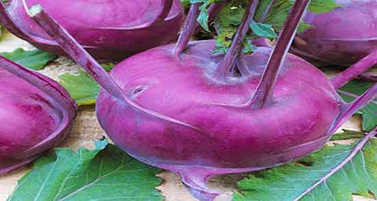 خواص کلم سنگ ؛ برای سنگ کلیه و طریقه مصرف کلم سنگ در طب سنتی