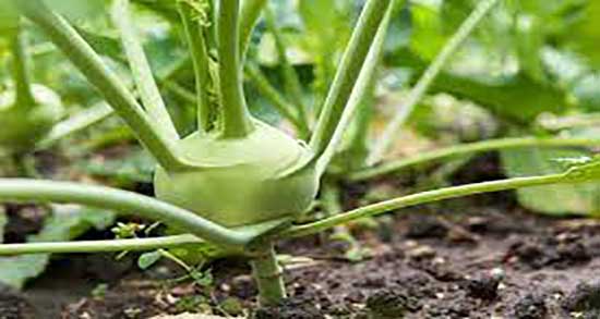 خواص کلم سنگ برای کودکان ؛ ایا کلم سنگ برای دیابت کودکان مفید است